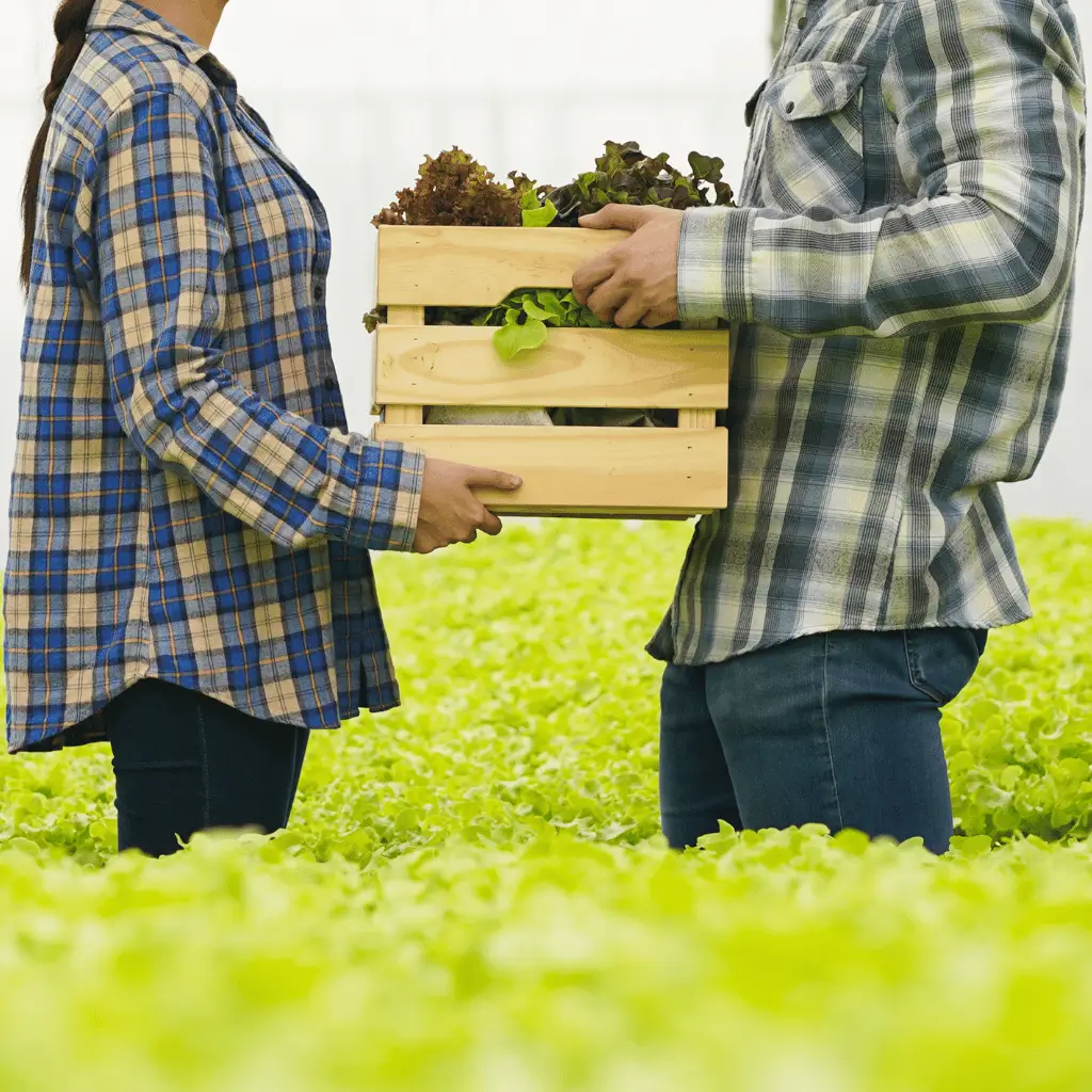 Supply Chain of School Food